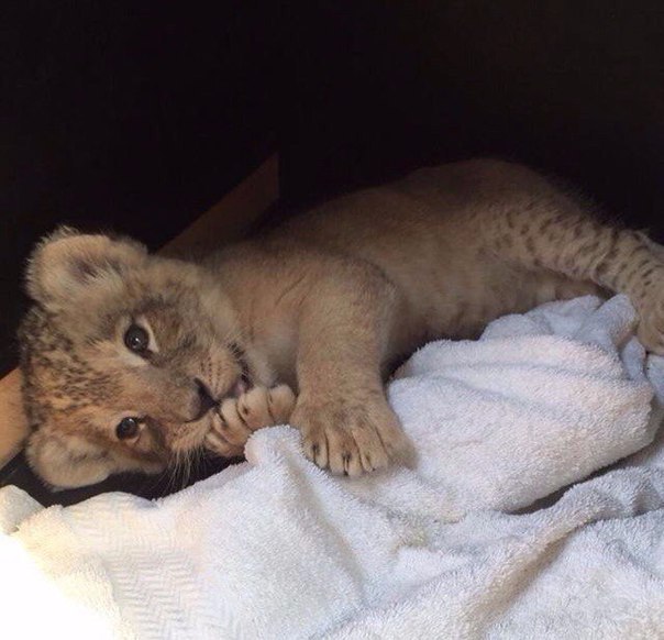 Без кота и жизнь не та - 13 марта 2016 в 10:31 - 5