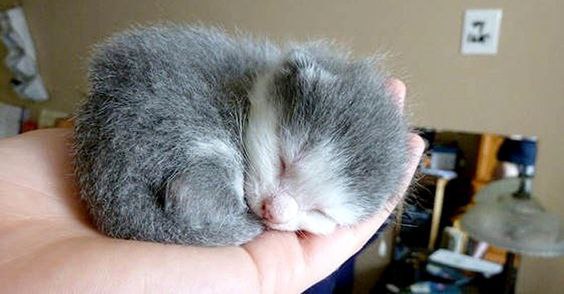 ,       :3