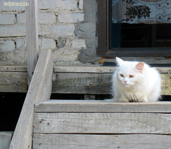 dipi-avatarka - 9  2016  11:09