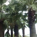 ���� ���������, ����������, 49 ��� - ��������� 31 ��� 2016 � ������ ���� ����