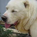 ���� ����, ������������, 65 ��� - ��������� 9 ������� 2016 � ������ ������ ��������