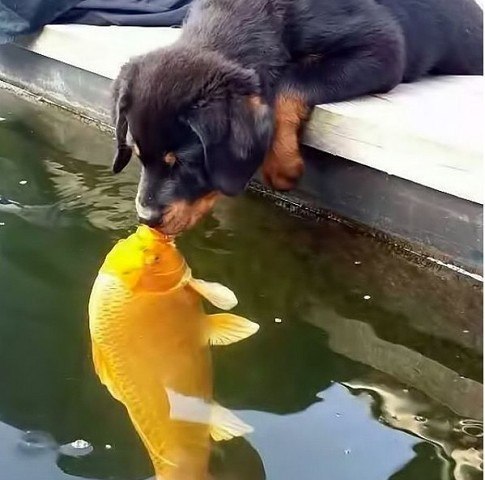   ,  !    !