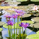 ���� Eric, ����, 61 ��� - ��������� 21 ��� 2016 � ������ �Flora and fauna�