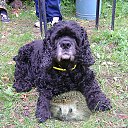 ���� ������, �����������, 72 ���� - ��������� 9 �������� 2016 � ������ ���� ����������