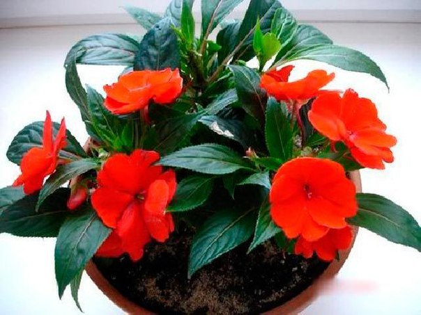 .  (Impatiens)   500      ... - 6