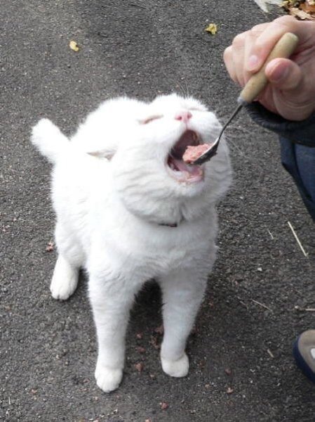     ....:3