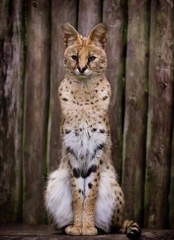  ! #animal@travel.blog