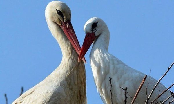 Каждый август аист по имени Клепатан вынужден оставлять свою подругу Малену, чтобы мигрировать в ...