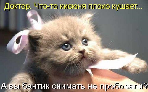 Без кота и жизнь не та - 21 марта 2016 в 16:02