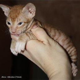 ������ ���������, ������, 50 ���