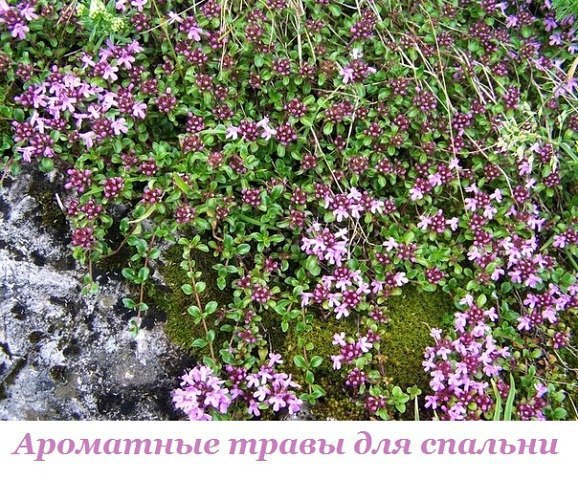 Какие ароматные травы подходят для спальни? Запомним. - Любое эфирное масло обладает анмикробным ...