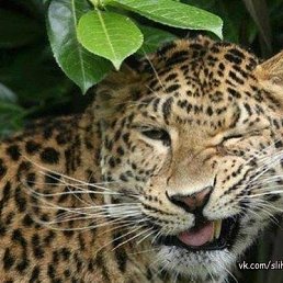 Margo, �����-���������