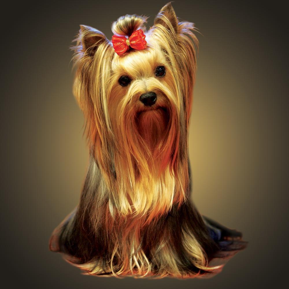    .  (Yorkshire terrier)    ...