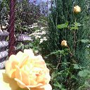 Crown Princess Margareta -       