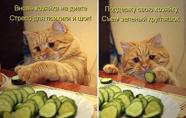 Без кота и жизнь не та - 5 апреля 2016 в 18:35