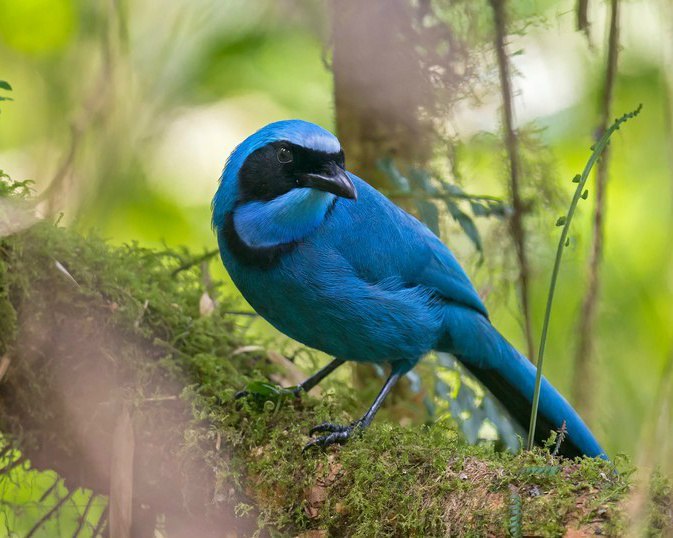 Cyanolyca armillata