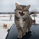 ���� ����, ������, 39 ��� - ��������� 9 ��� 2016 � ������ ���� ����������