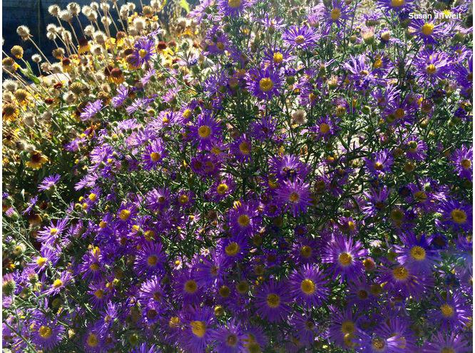 Полевые цветы... - 2