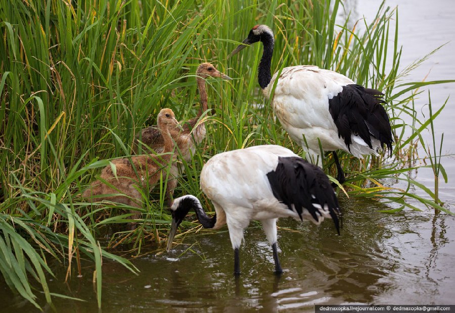  ,   (Grus japonensis).     -   ( ... - 4