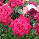  , , 64  -  25  2016   ... ...