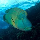 ���� Eric, ����, 61 ��� - ��������� 29 ������ 2016 � ������ �The beauty of the sea�