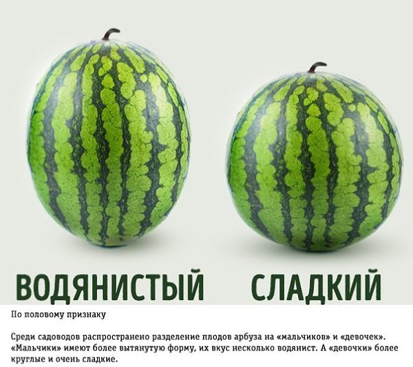 Как правильно выбирать арбуз: трюки от фермера .Арбузы... Все любят эти огромные изумрудно-розовые ... - 3