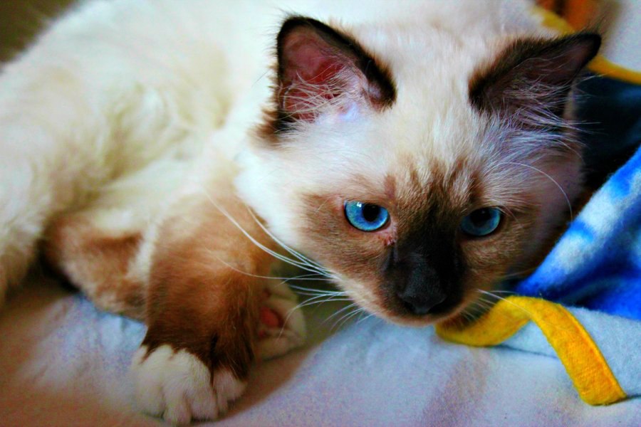 В мире животных - 7 мая 2016 в 16:09