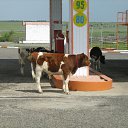 ���� ���������, �������, 53 ���� - ��������� 8 ������� 2016 � ������ �������������� "�������-������� 2016"�