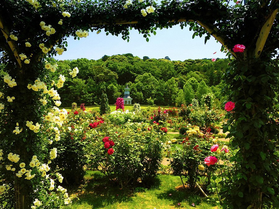 Kawazu Bagatelle Rose Garden. .Kawazu Bagatelle Rose Garden    ...