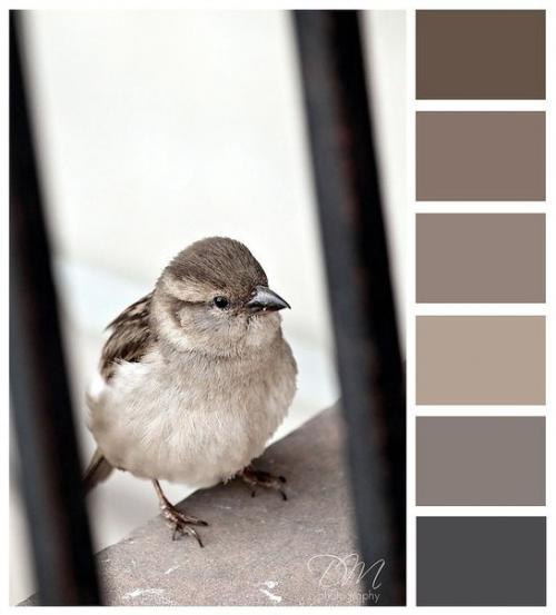 Модный приглушенный цвет - тауп (таупе. Это матовый серо-коричневый оттенок, в котором при различном ...