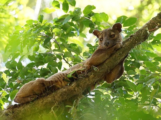 . (. Cryptoprocta ferox)       . ... - 2