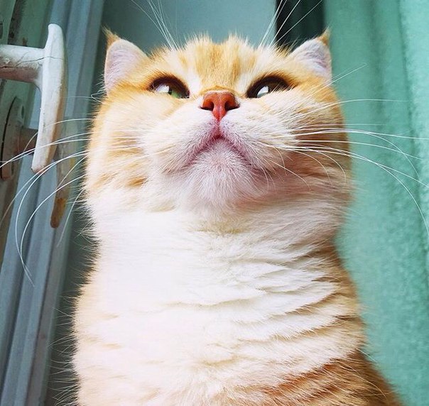 Без кота и жизнь не та - 13 марта 2016 в 07:31 - 3