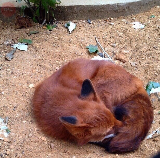 Mozilla Firefox