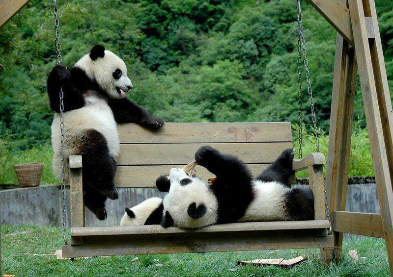 Включи где панда. Детский сад для панд в Китае. Заповедник панд в Чэнду. Ясли для панд. Смешная Панда.