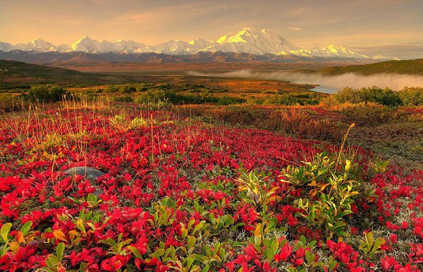 Долина цветов - индийский национальный парк.Долина цветов, или Valley of Flowers - так называется ... - 9