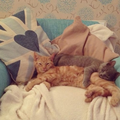Котов дома должно быть как минимум двое - и им веселее, и вам приятнее :3