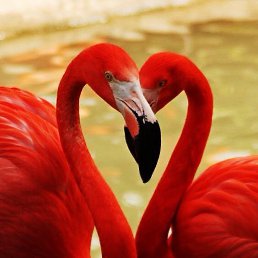 ���� .......��., ���������