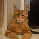 ���� �����, �����-���������, 37 ��� - ��������� 18 ������ 2016