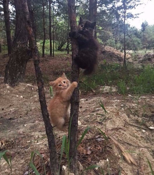   .#animal@travel.blog
