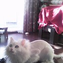 ���� ������, ���������, 51 ��� - ��������� 31 ������� 2016 � ������ ���� ����������