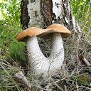 ���� �����, ������������, 59 ��� - ��������� 16 ���� 2016 � ������ ������ �����.�