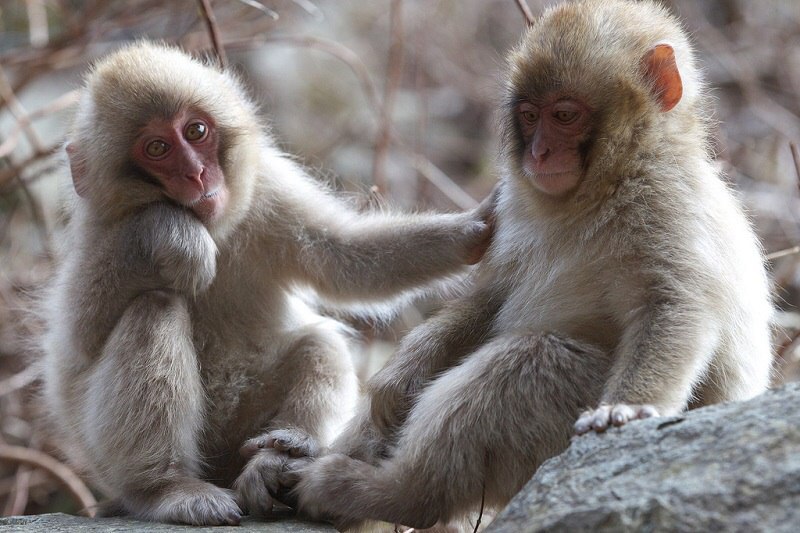        (Jigokudani Yaen-koen, Jigokudani Monkey Park)  ... - 13