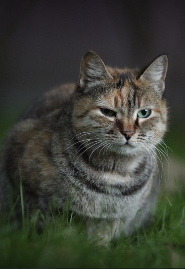 Не бросайте котиков - 4