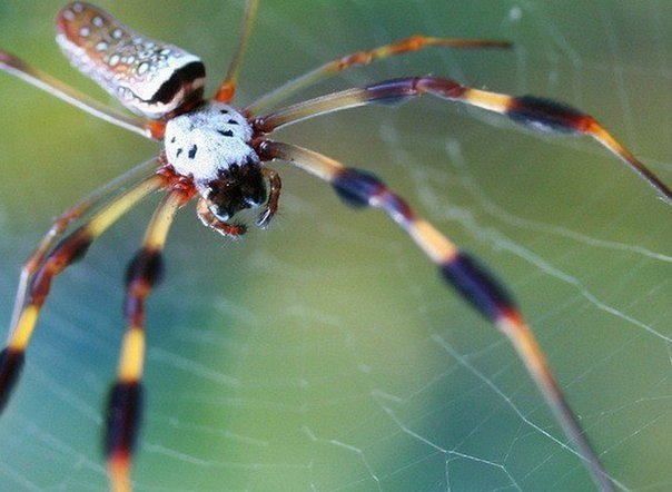 - (. Nephila)         .
