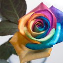  , , 62  -  25  2016    