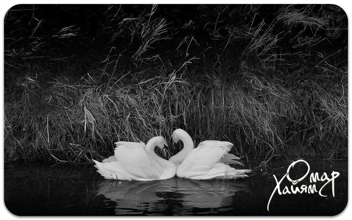 Другие гибнут. Черно белые картины. Лебеди. Про любовь со смыслом. Лебедь Эстетика.