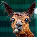 ���� ��������, ������, 55 ��� - ��������� 23 ������ 2017 � ������ ���� ����������