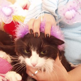 ����, ������