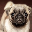 ���� �����, ��������, 85 ��� - ��������� 27 ������ 2017