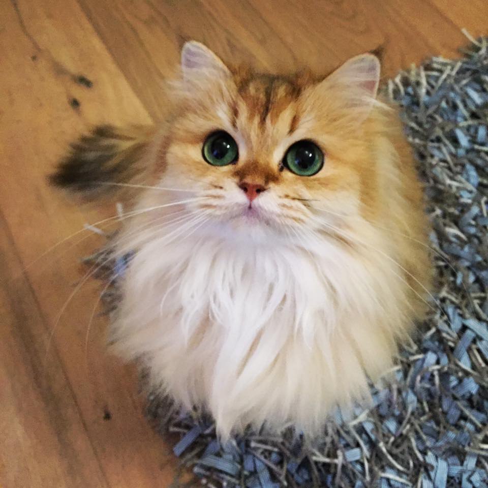 Smoothie the Cat Fan's - 28  2016  12:39